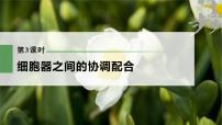 高中生物高考2023年高考生物一轮复习（新人教新高考） 第2单元 第3课时　细胞器之间的协调配合课件PPT