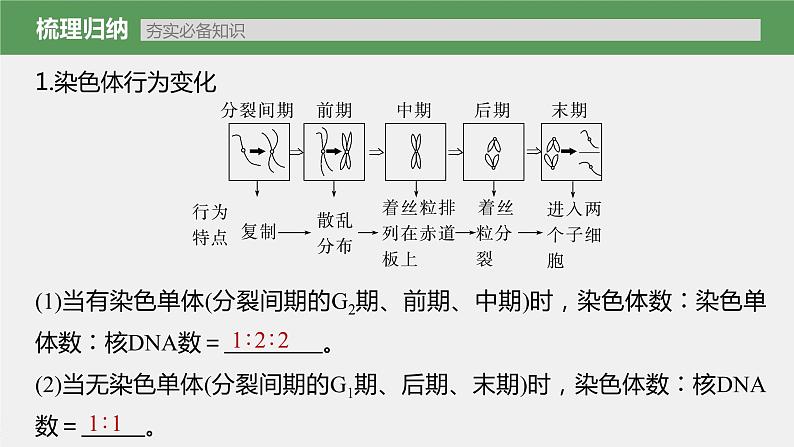 高中生物高考2023年高考生物一轮复习（新人教新高考） 第4单元 第2课时　有丝分裂过程中相关变化及观察实验课件PPT第5页