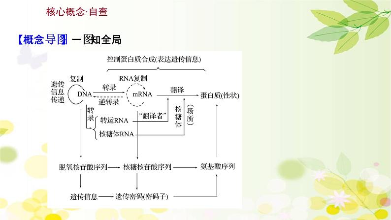 高中生物高考2022届新教材一轮复习人教版 第六单元 第3课 基因的表达 课件第3页