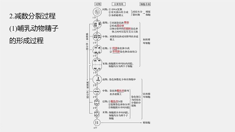 高中生物高考2022年高考生物一轮复习 第4单元 第12讲　减数分裂和受精作用课件PPT第6页