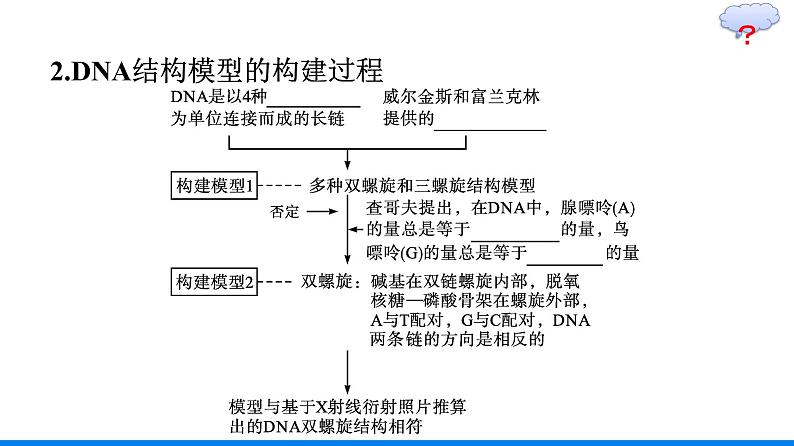 第2节　DNA的结构课件PPT07