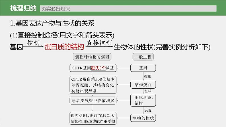 高中生物高考2023年高考生物一轮复习（新人教新高考） 第6单元 第5课时　基因表达与性状的关系课件PPT第3页