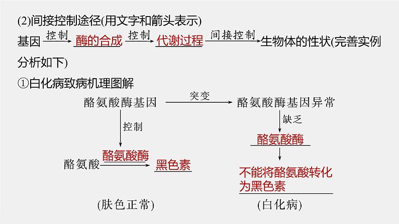 高中生物高考2023年高考生物一轮复习（新人教新高考） 第6单元 第5课时　基因表达与性状的关系课件PPT第4页