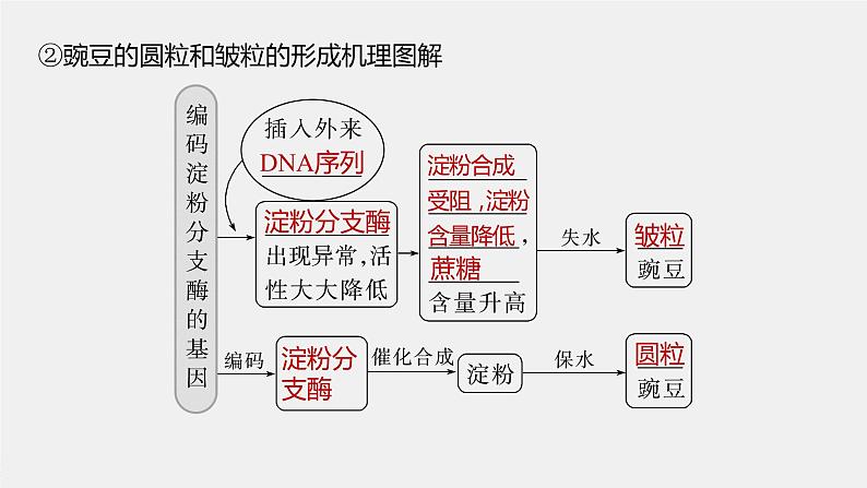 高中生物高考2023年高考生物一轮复习（新人教新高考） 第6单元 第5课时　基因表达与性状的关系课件PPT第5页