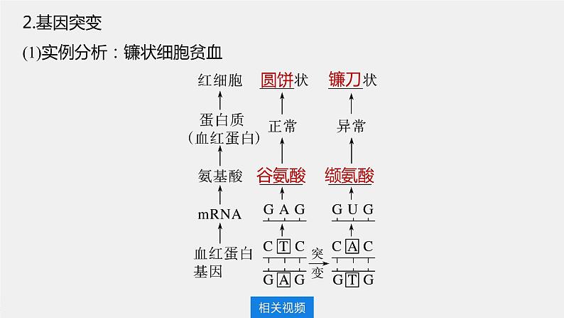 高中生物高考2023年高考生物一轮复习（新人教新高考） 第7单元 第1课时　基因突变和基因重组课件PPT第6页