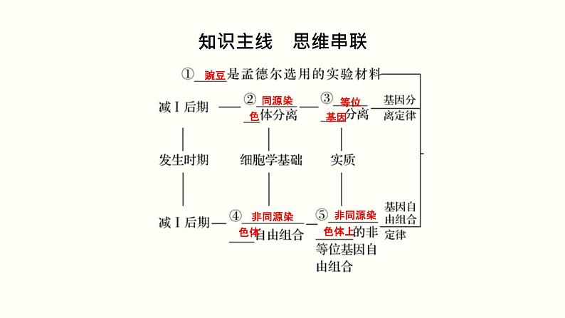 高中生物高考第六单元 遗传的基本规律（课件）02