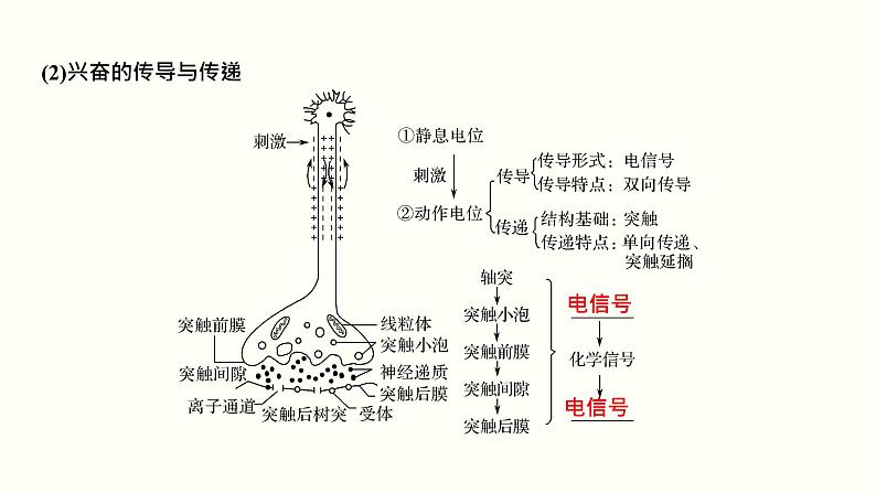 高中生物高考第十一单元 神经调节、体液调节与免疫调节（课件）第4页