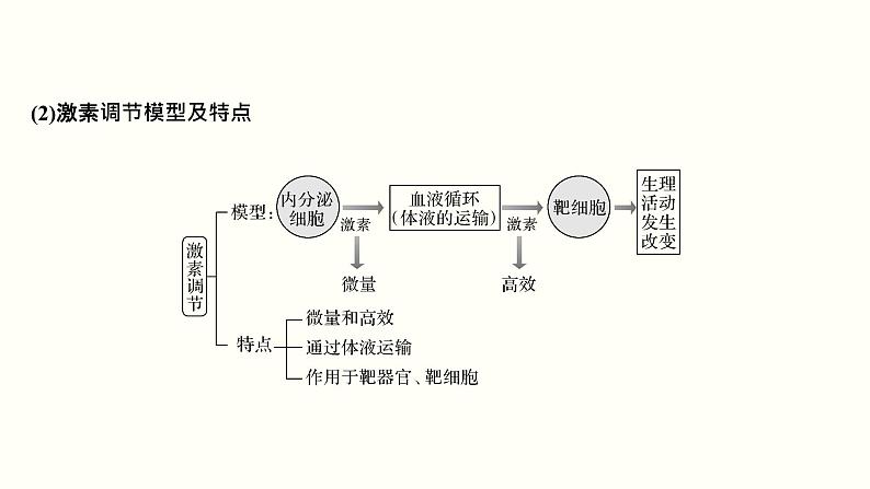 高中生物高考第十一单元 神经调节、体液调节与免疫调节（课件）第8页