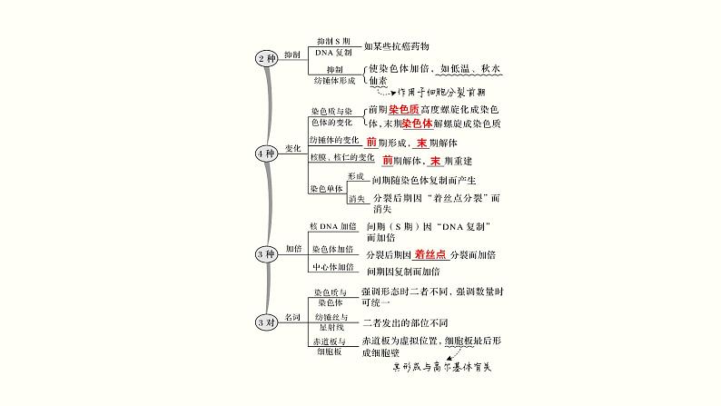 高中生物高考第四单元 细胞的生命历程（课件）第5页