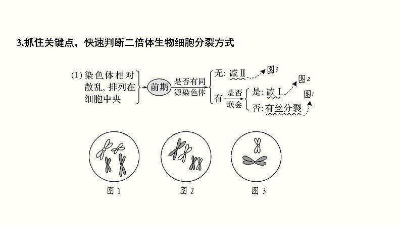 高中生物高考第四单元 细胞的生命历程（课件）第7页