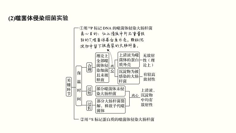 高中生物高考第五单元 遗传的分子基础（课件）第4页