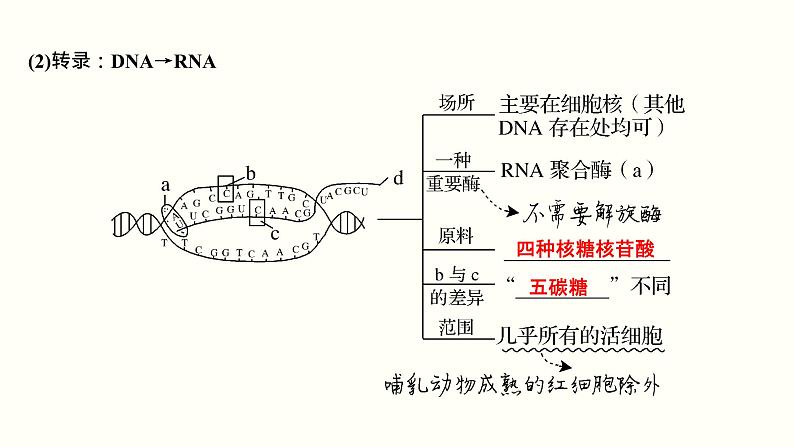 高中生物高考第五单元 遗传的分子基础（课件）第7页