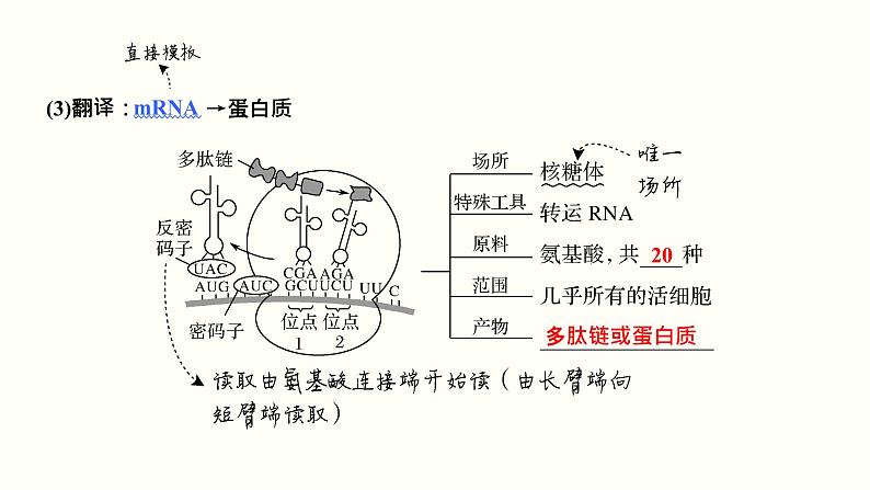 高中生物高考第五单元 遗传的分子基础（课件）第8页