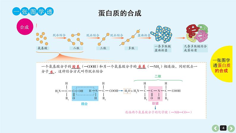 高中生物高考高考生物（全国版）一轮复习课件：第2课-蛋白质第4页