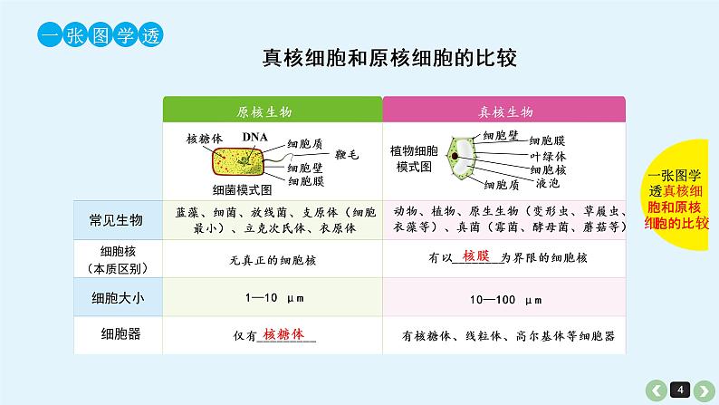 高中生物高考高考生物（全国版）一轮复习课件：第5课-细胞学说的建立、真核细胞和原核细胞的比较04