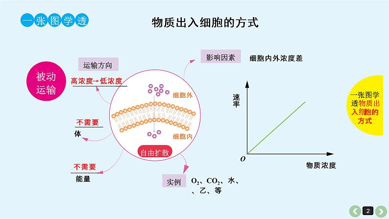 高中生物高考高考生物（全国版）一轮复习课件：第9课-细胞的物质输入和输出第2页