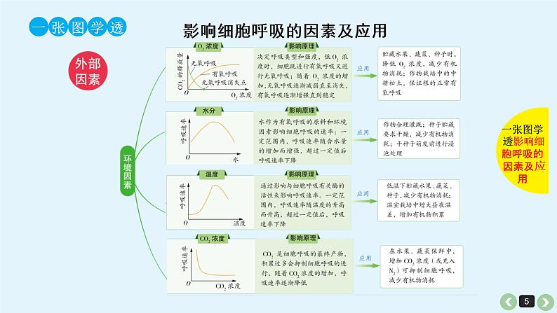 高中生物高考高考生物（全国版）一轮复习课件：第12课-呼吸作用第5页