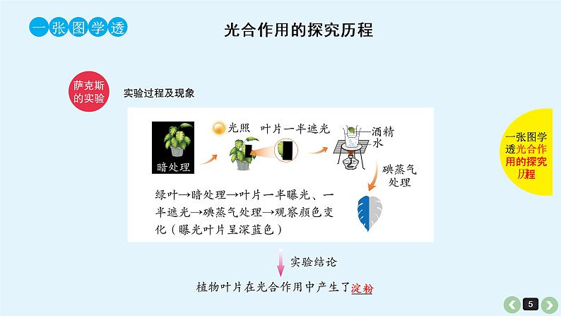 高中生物高考高考生物（全国版）一轮复习课件：第13课-光合作用第5页