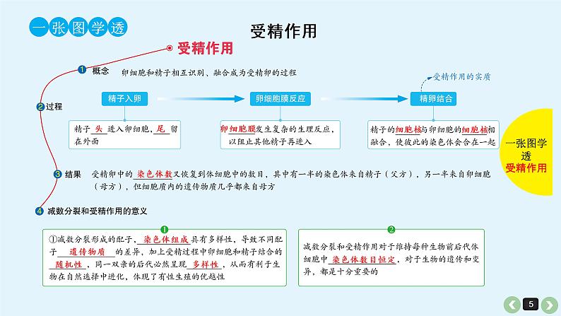 高中生物高考高考生物（全国版）一轮复习课件：第16课-减数分裂和受精作用第5页