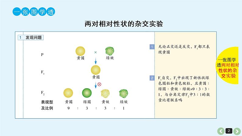 高中生物高考高考生物（全国版）一轮复习课件：第18课-基因的自由组合定律第2页