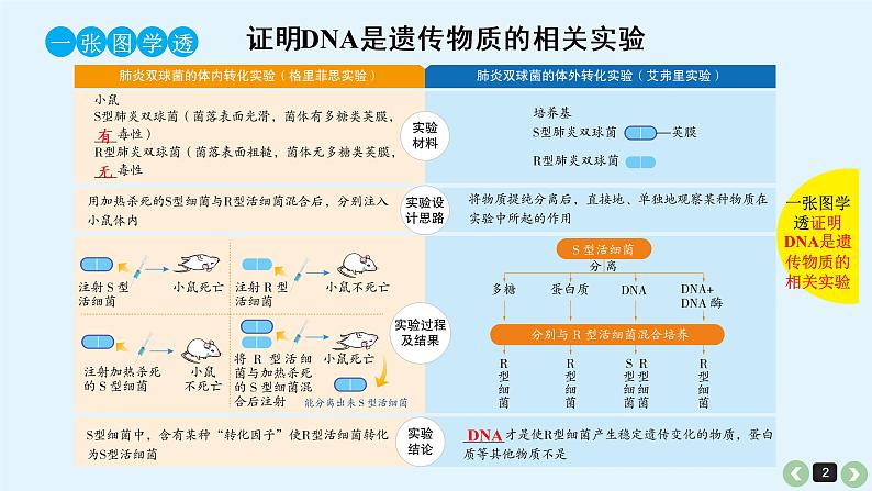 高中生物高考高考生物（全国版）一轮复习课件：第20课-DNA是主要的遗传物质第2页