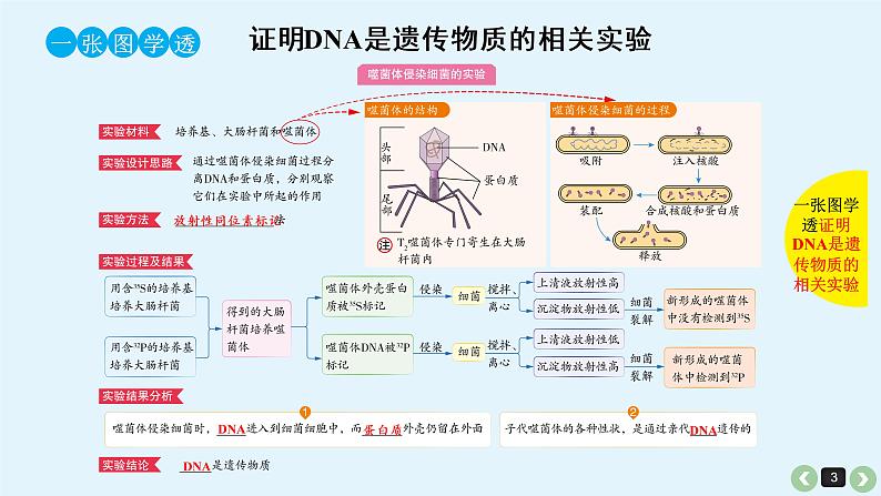 高中生物高考高考生物（全国版）一轮复习课件：第20课-DNA是主要的遗传物质第3页