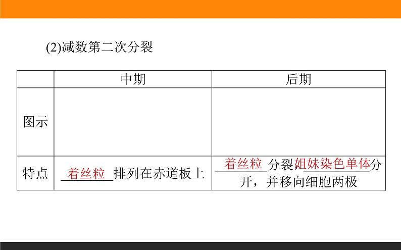 2.1.第1课时　减数分裂与精子和卵细胞的形成课件PPT第7页