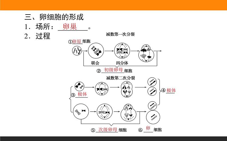 2.1.第1课时　减数分裂与精子和卵细胞的形成课件PPT第8页