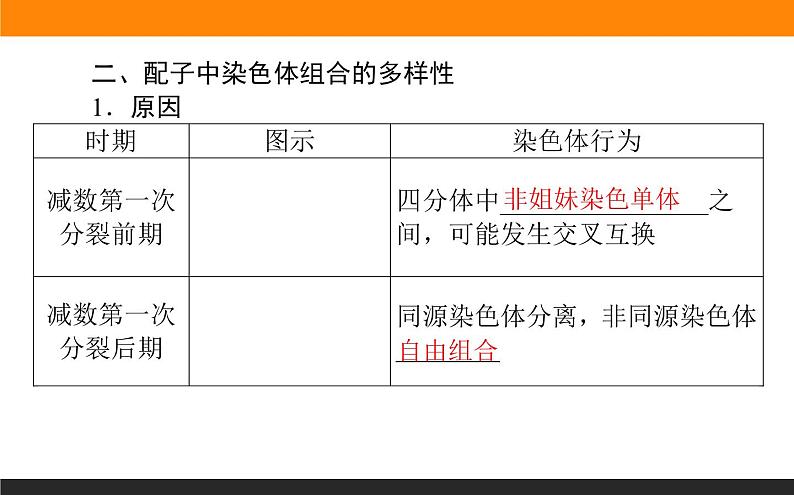 2.1.第2课时　减数分裂和受精作用课件PPT第5页