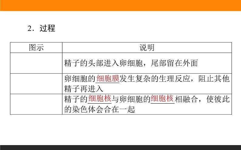 2.1.第2课时　减数分裂和受精作用课件PPT第8页