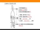 3.第3节　DNA的复制课件PPT