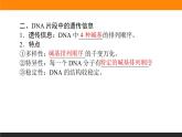 3.第4节　基因通常是有遗传效应的DNA片段课件PPT