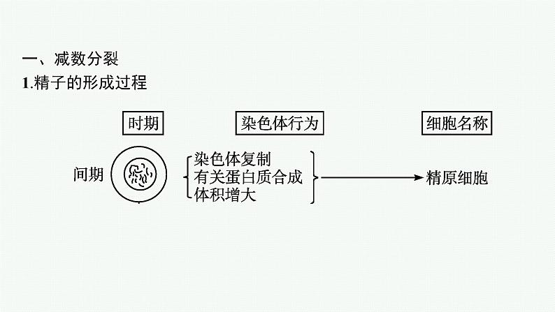 第1节　第1课时　减数分裂课件PPT第5页