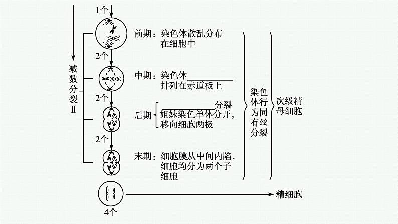 第1节　第1课时　减数分裂课件PPT第7页