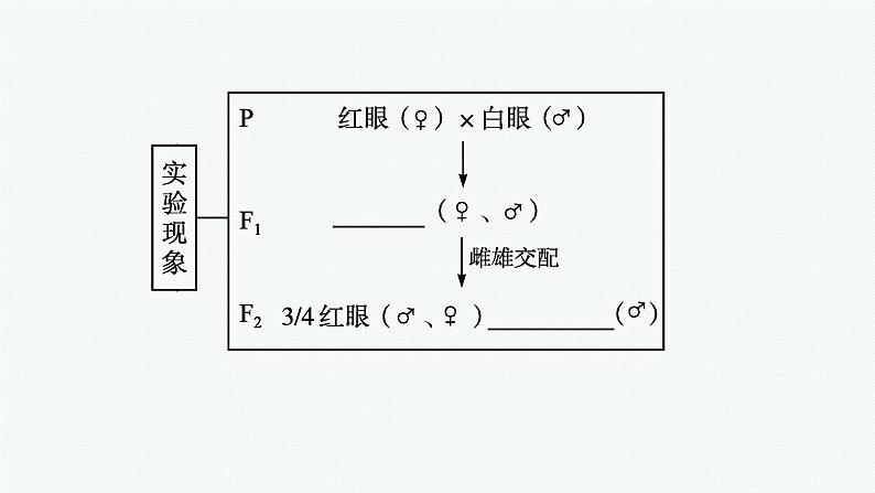 第2节　基因在染色体上课件PPT第7页