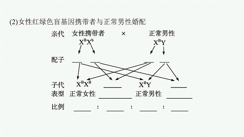 第3节　伴性遗传课件PPT08