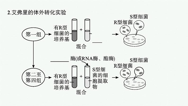 第1节　DNA是主要的遗传物质课件PPT08