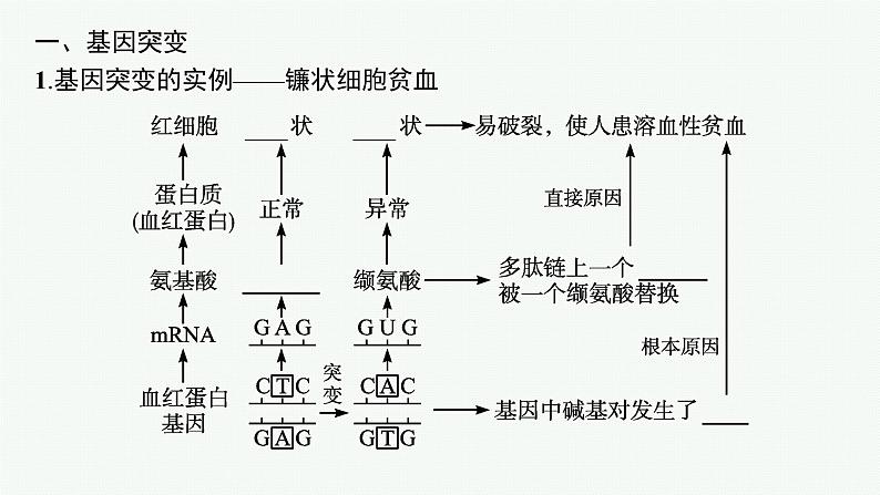 第1节　基因突变和基因重组课件PPT第5页