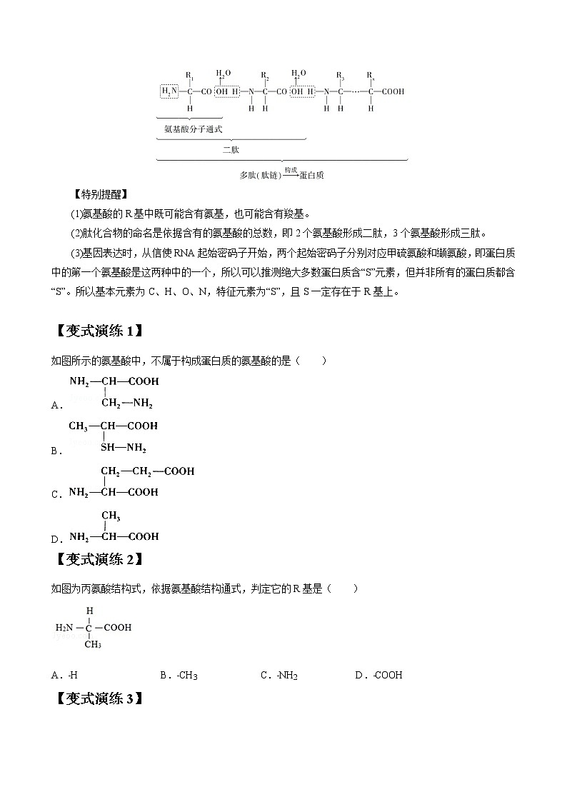 专题03 生命活动的主要承担者——蛋白质（学生版）第3页
