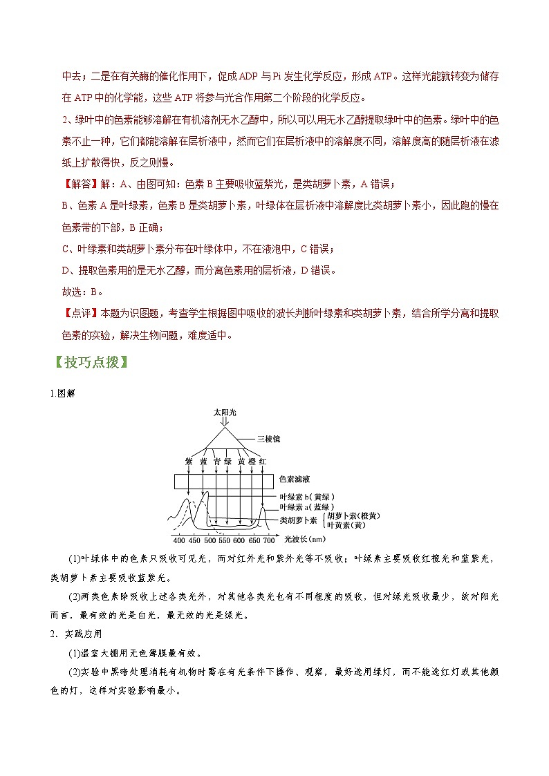 专题11 光合作用（教师版）第3页