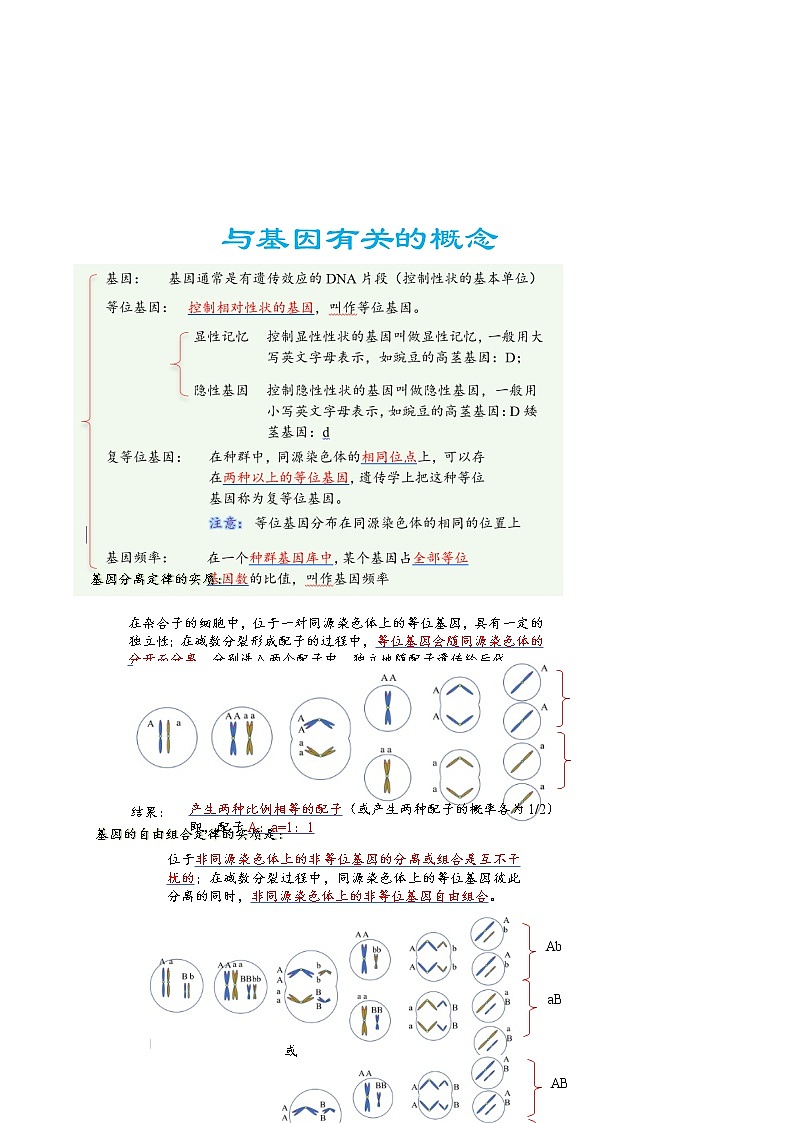 05 遗传的基本规律（讲义)第3页