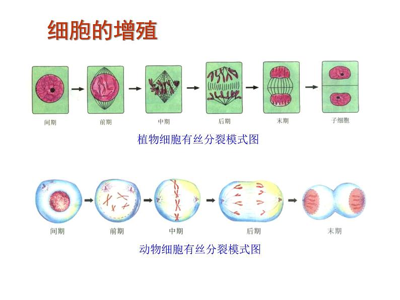 高中生物高考考点精讲7 细胞的生命历程（课件）第3页