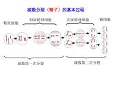 高中生物高考考点精讲7 细胞的生命历程（课件）