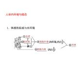 高中生物高考考点精讲11 生命活动的调节与稳态（课件）