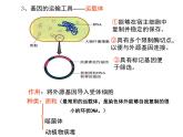 高中生物高考考点精讲16 基因工程、生物技术的安全性与伦理问题（课件）