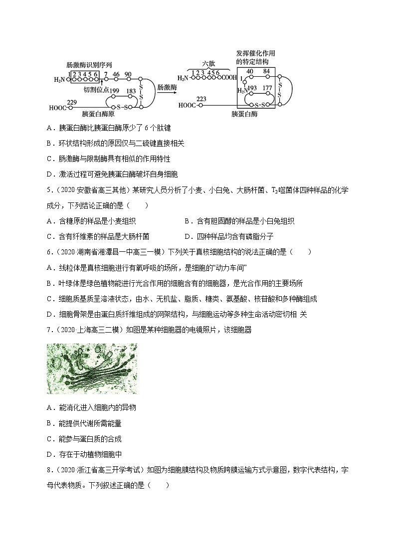高中生物高考专练11 分子与细胞冲刺高考 题-2020年高考生物总复习考点必杀800题（原卷版）第2页