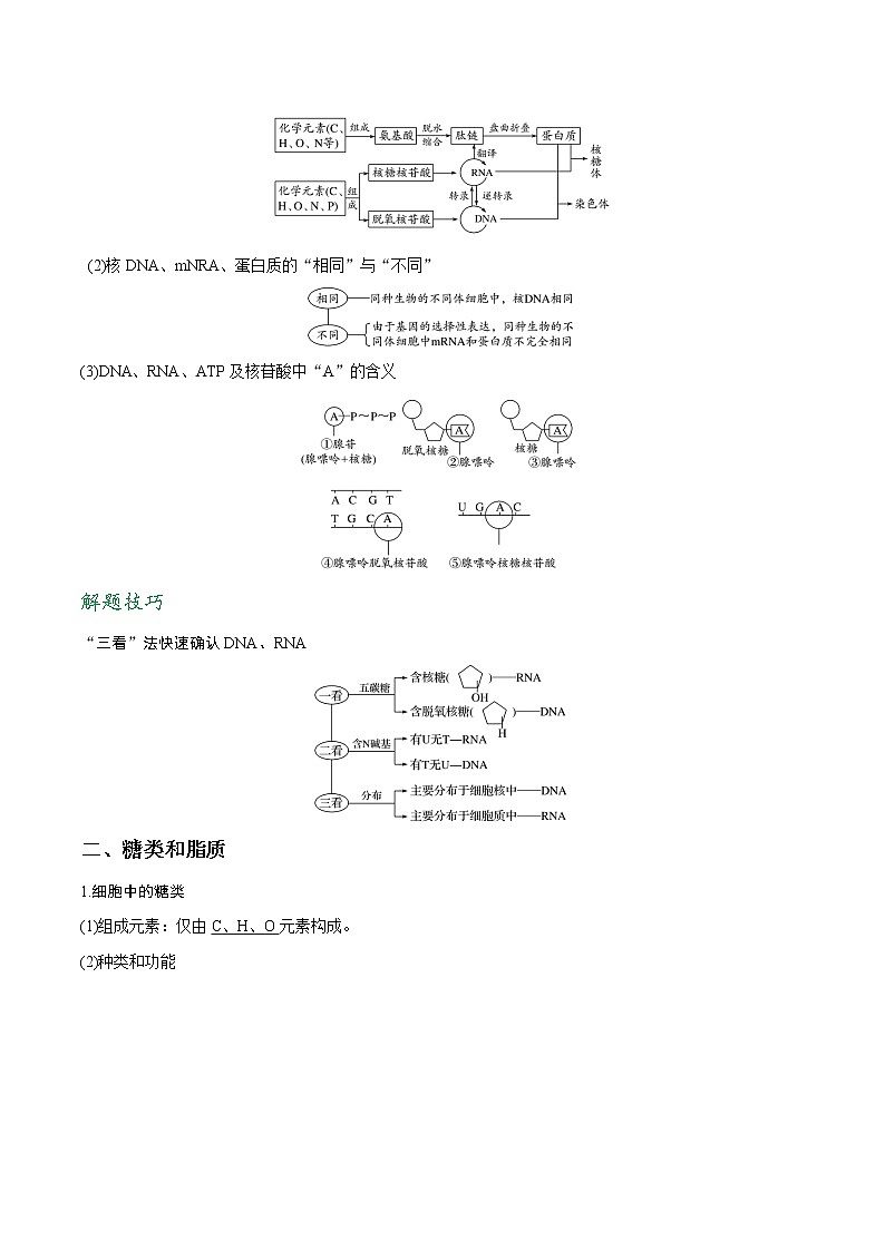 高考生物一轮复习重难点专项 专题04 核酸、糖类和脂质03
