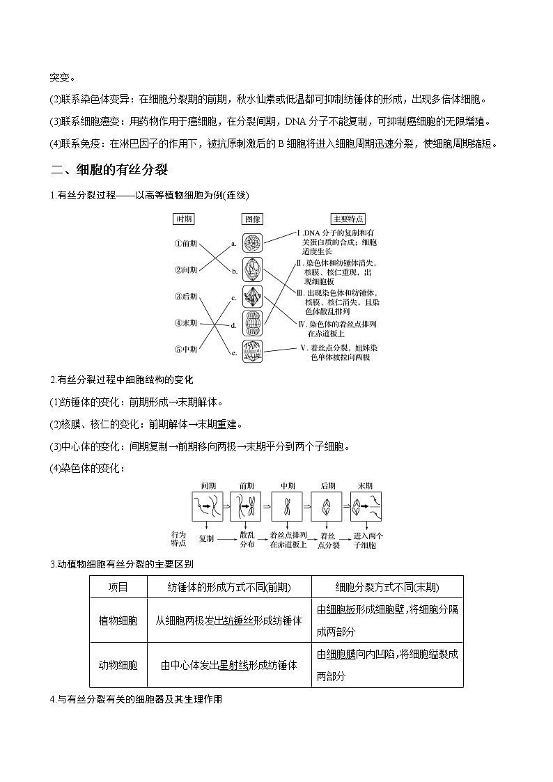 专题13 细胞的增殖（学生版）第3页
