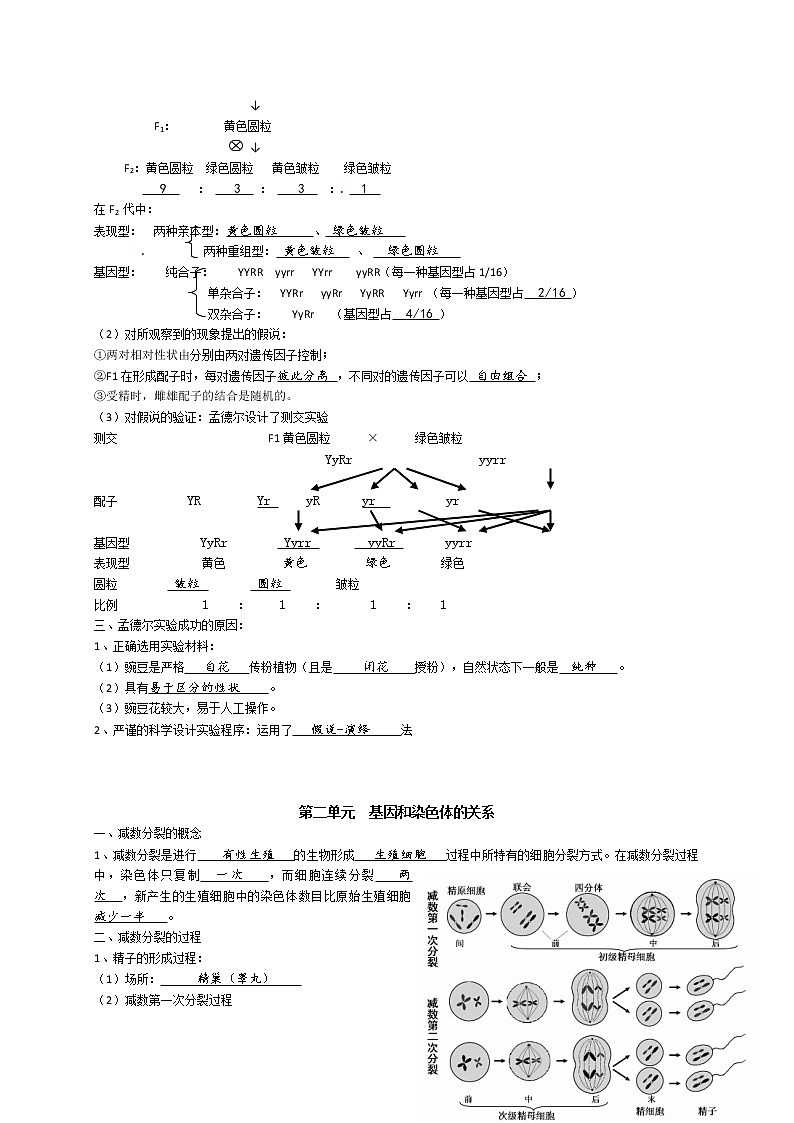 高中生物高考专题1 遗传因子的发现、基因与染色体的关系-【复习宝典】2021年高考生物必修知识点归纳（背记版）02