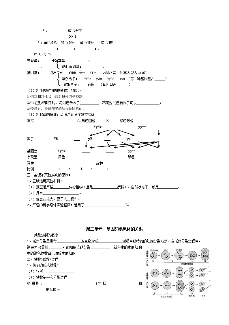 高中生物高考专题1 遗传因子的发现、基因与染色体的关系-【复习宝典】2021年高考生物必修知识点归纳（默写版）第2页
